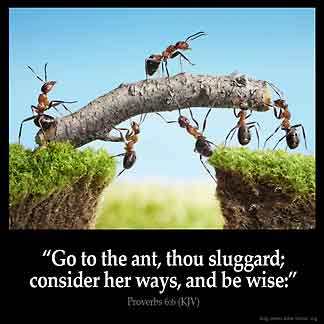 Proverbs_6-6: Go to the ant, thou sluggard; consider her ways, and be wise